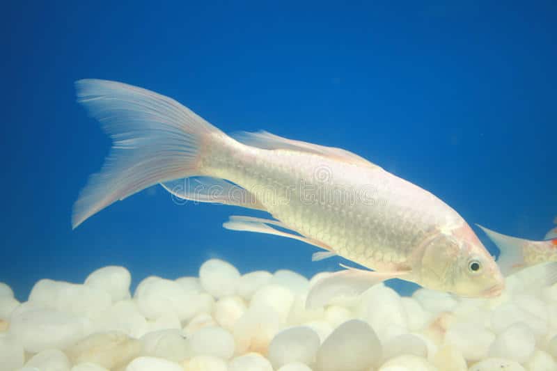 Mo-thay-nuoi-ca-trang