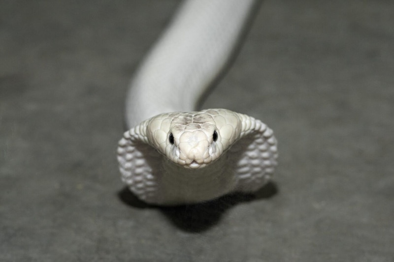 Mơ thấy rắn hổ mang trắng