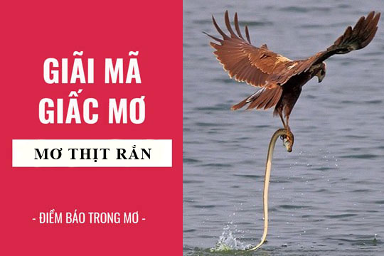 Mơ Thấy Ăn Thịt Rắn Đánh Con Gì ? Điềm Báo May Mắn