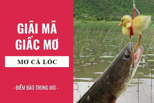 Nằm Mơ Thấy Cá Lóc Điềm Báo Gì ? Đánh Con Gì Chuẩn Nhất